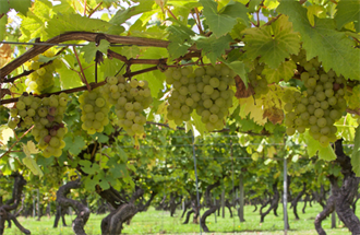 Grapes on the Vine